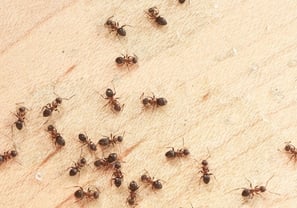 Ants Pest Control Service