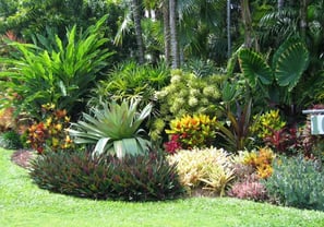 a garden with a lot of plants and trees