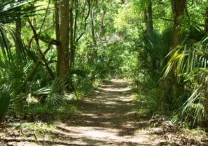 a jungle with trees