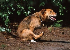 Anaalklieren legen hond kat