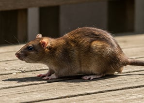 rat dans le jardin