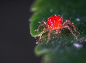 Red spider mite plant pest