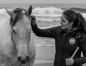Pur sang en liberté sur la plage