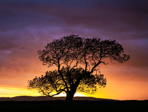 a view of a tree in the sunset