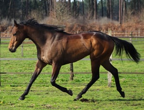 Pur Sang au trot