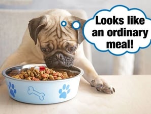 Dog feeding routine during overnight house sitting – Ensure Pet Care, Silver Spring.