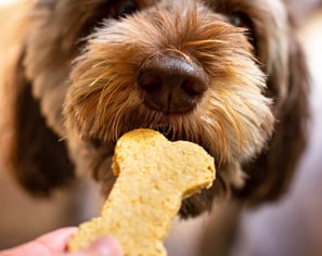 dog treats