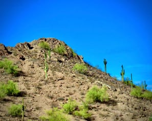 a cactus plant growing on a hill with a blue sky