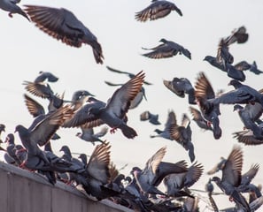 population de pigeons sur un bâtiment