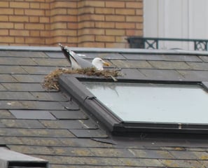 nid de goéland sur une toiture d'habitation