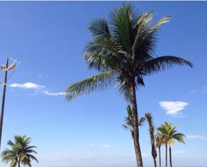 a beach with palm trees and a blue sky