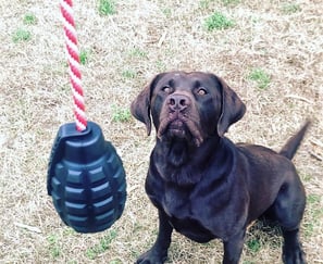 jouets pour chiens