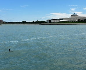 A loon on Lake Michigan in front of the aquarium