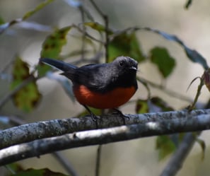 A Slate-throated Redstart perches on a branch in the Montetik Nature Reserve in Chiapas