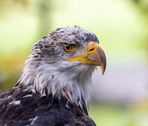 a bald eagle eagle bird with a yellow beak