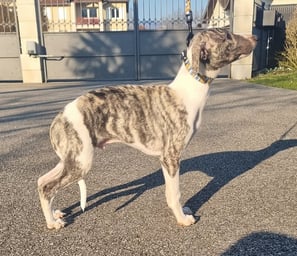 Chiot lévrier whippet réservé