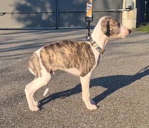 chiot lévrier whippet reste à l'élevage