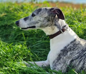 Lévrier whippet coucher dans l'herbe