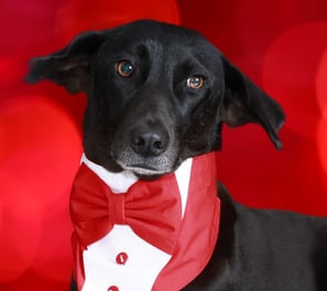 3G the silent senior dog, guarding Cosmic Pet Care as the Head of Security