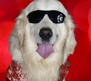 Asteroid Jr. – rescued golden dog with a heart of gold, Chief Cuteness Officer at Cosmic Pet Care