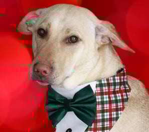 Mars the mischievous brown dog, Alpha of the Pawdashians pack and Chief Mischief Officer