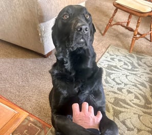 Black Lab in prayer position