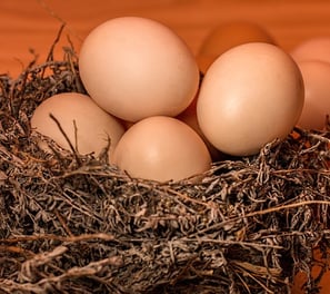 Saiba mais sobre Projeto de Granja Para Incubação de Ovos