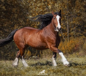 Bay Shire horse galloping 