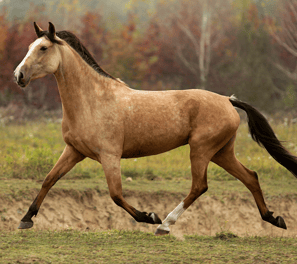 Buckskin akhal teke horse extended trot