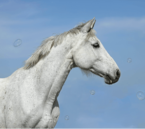 Grey Polish Sports horse portrait