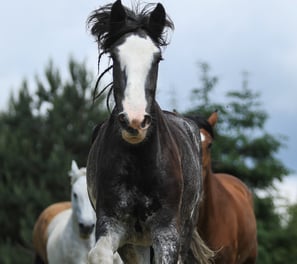 Grey Shire horse galloping head on