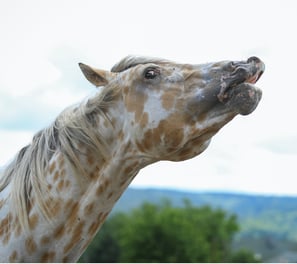Buckskin leopard appaloosa fleming