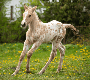 Buckskin leopard appaloosa foal