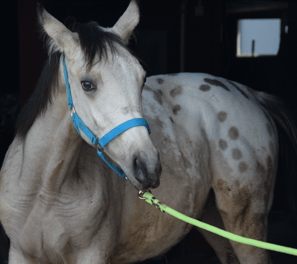 Buckskin blanket appaloosa foal