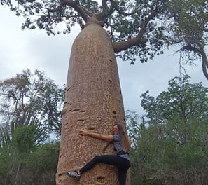 Abbracciare baobab in Madagascar