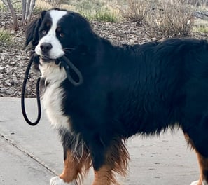 Bernese Moutain Dog carrying leash