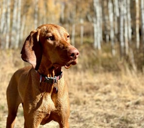 ruby dog in the utah woods
