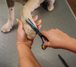 Do not forget to trim the paws