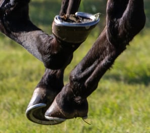 Galloping horse's hooves