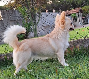 canil de chihuahua