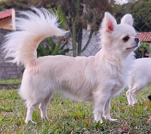 filhote de chihuahua