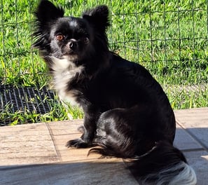 criador de chihuahua