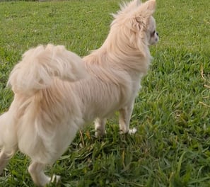 chihuahua filhote