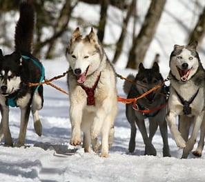 dog sledding