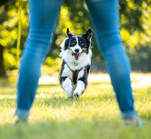 Fröhlicher Hund rennt durch die Natur – Lebensfreude und Freiheit im Training