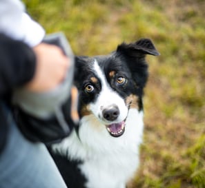 Hund nimmt Leckerli aus der Hand – belohnungsbasiertes Training bei Takoda