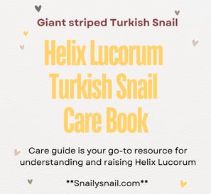 Helix lucorum Turkish Snail Care Guide