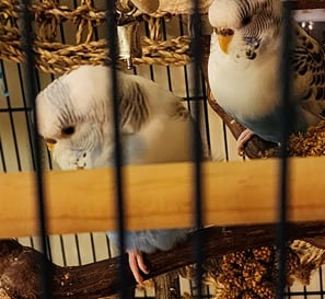 Parakeets cared for by Ensure Pet Care — support our Silver Spring pet sanctuary fundraiser.