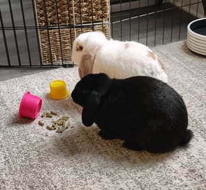 Drop-in bonded bunny from Ensure Pet Care — help fund our calm rabbit sanctuary in Silver Spring.