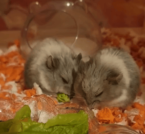 Hamster from Ensure Pet Care — help build Silver Spring's small pet sanctuary today.